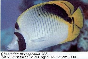Chaetodon oxycephalus
